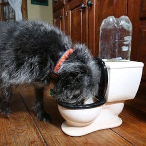 Bol pentru caini – The Toilet | BigMouth Inc