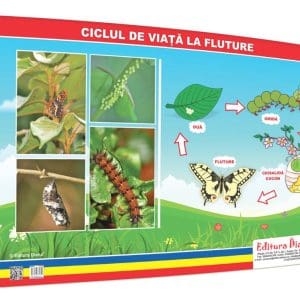 Ciclul de viață la fluture- planșă 50×70 – Proiecte Tematice