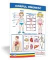 Corpul omenesc – planșă 50×70 – Proiecte Tematice
