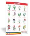Flori – planșă 50×70 – Proiecte Tematice