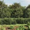 Gard plasă de sârmă, antracit, 1,6×25 m