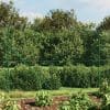 Gard plasă de sârmă cu țăruși de fixare, verde, 1,6×25 m