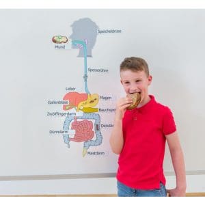 Joc cu 18 piese magnetice – Sistemul digestiv