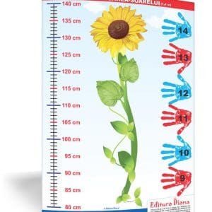 Metru floarea-soarelui 1,4 metri – planșă 50×70 – Proiecte Tematice