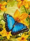 Pictură pe numere – Fluture albastru, 30 x 40 cm